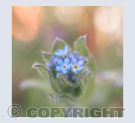 Forget-me-not
