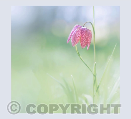 Snakes-head Fritillary