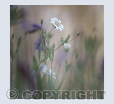 Greater Stitchwort II