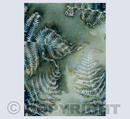 Bracken