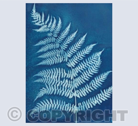 Fern in Blue II