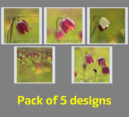 Snakeshead fritillaries