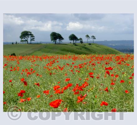 Poppies