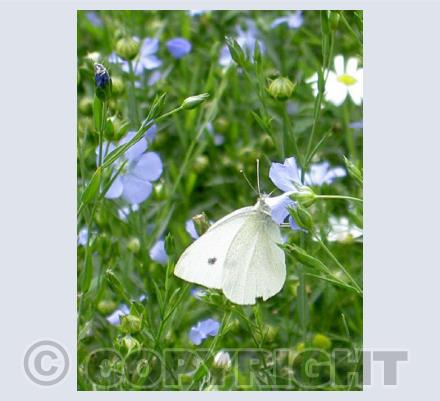 Butterflies