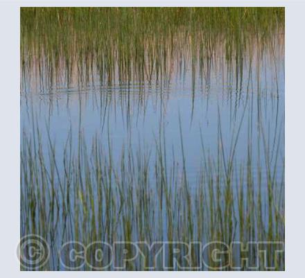 Reeds
