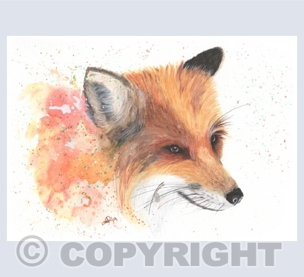 Colour Splash Collection