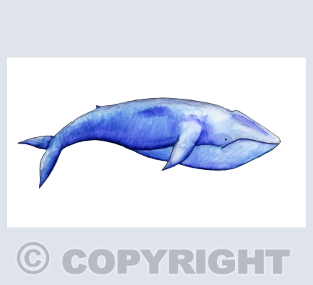 E) Quirky Animal Cards