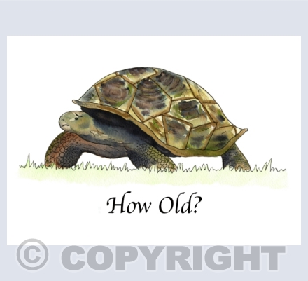F) Quirky Animal Cards (with captions)