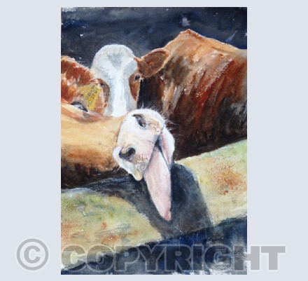Animals