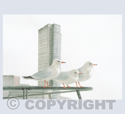 Urban Birds