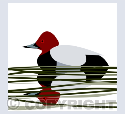 Ducks