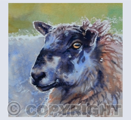 Other Animals and Fish