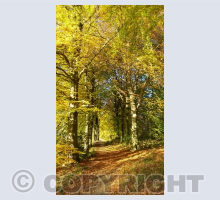 Autumn Scene Photo Cards