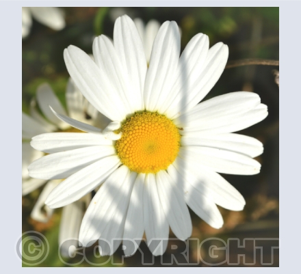 Woodland flowers and plants