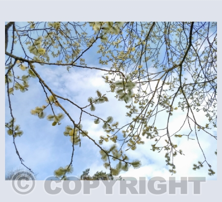 Spring Scene Photo Cards