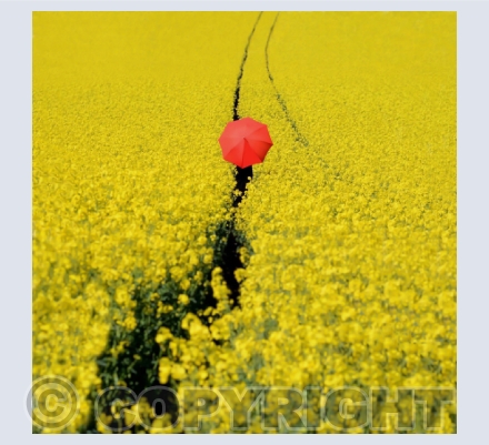The Red Umbrella