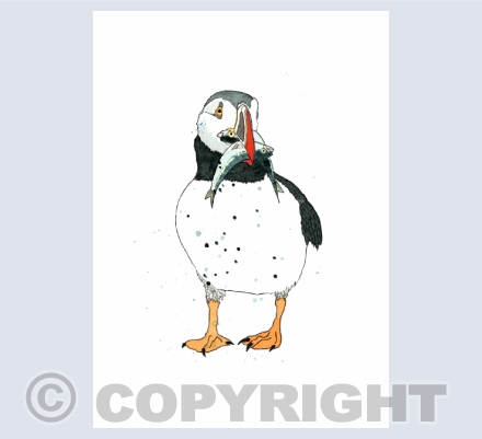 puffins