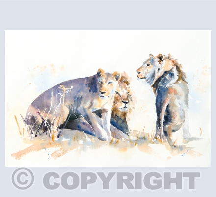 Other Wildlife