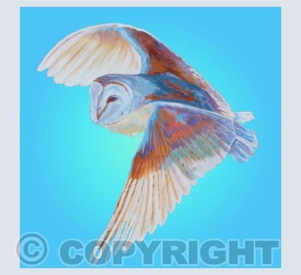 birds