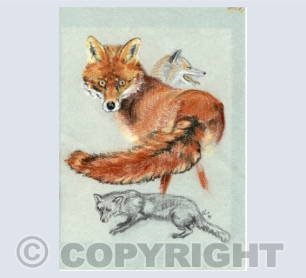 animals