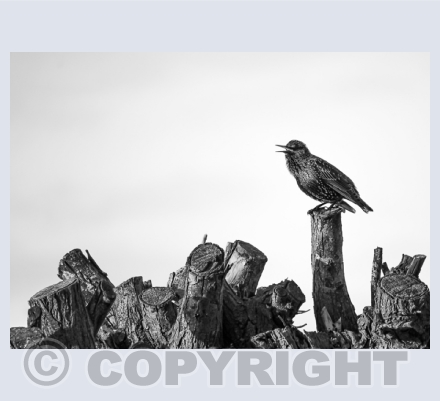Feathered Friends