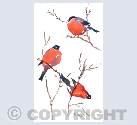Birds