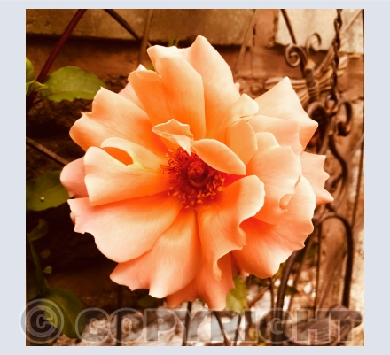 Valentine Love and Romance cards 