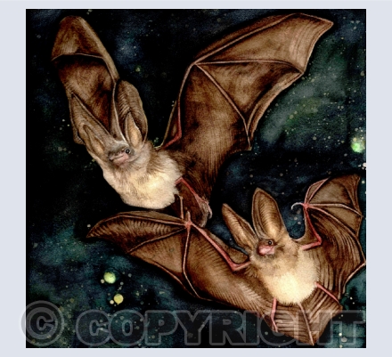  WILDLIFE IN WATERCOLOUR