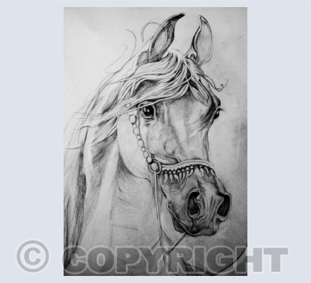 EQUINE 