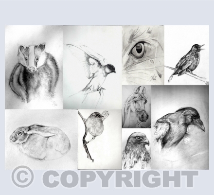 PENCIL STUDIES