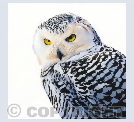 Owls