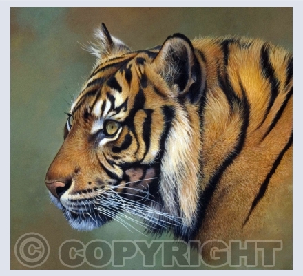 Animals
