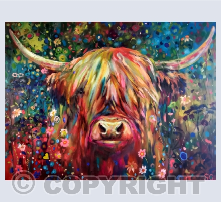 Highland Cows