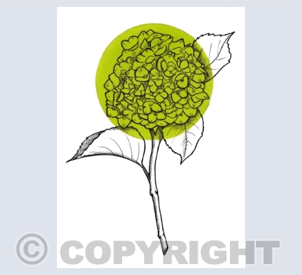 Flower Illustration Cards