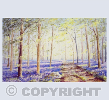 Bluebell Woods