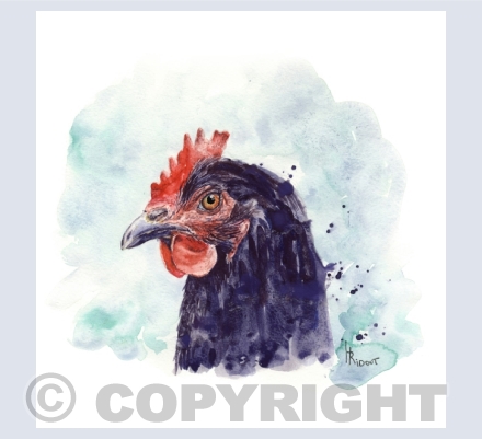 birds