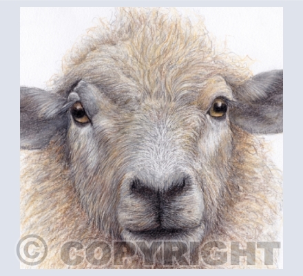 Farm Animals