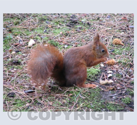 Animals, Birds and Insects