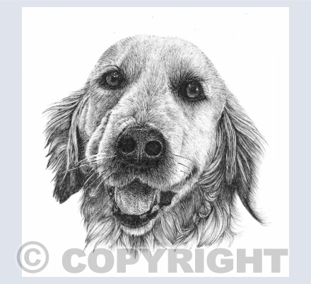 Animal Portraits