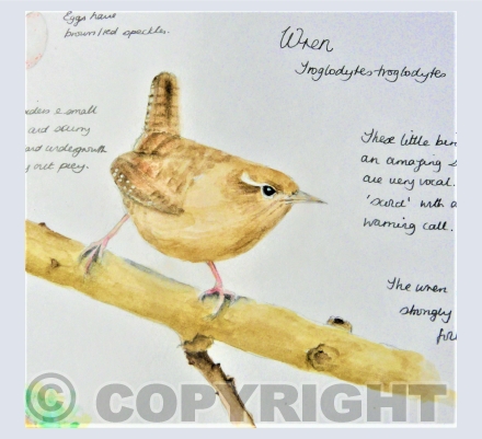 Nature Journal  - Birds