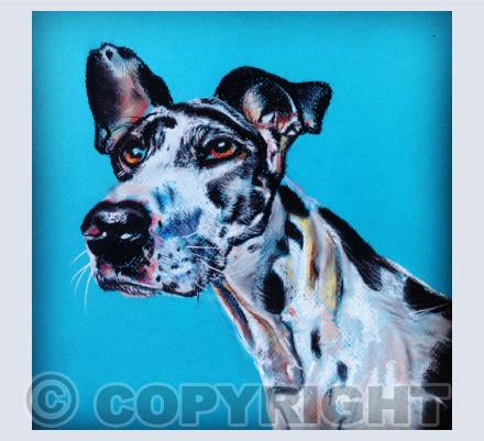Pet Portraits