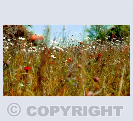 photography