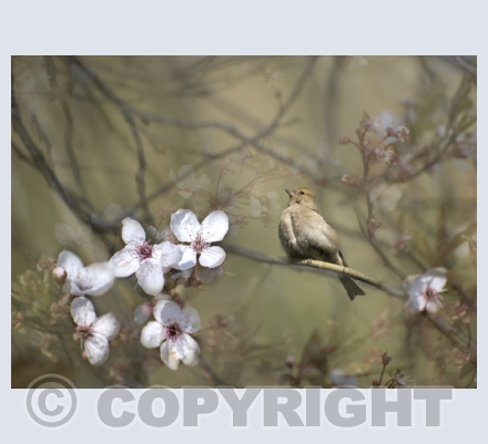 Seasonal - Spring