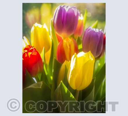 Category #4 "Floral" 7 Images