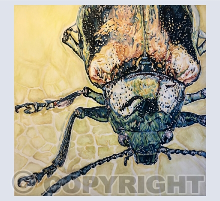 Insects and bugs