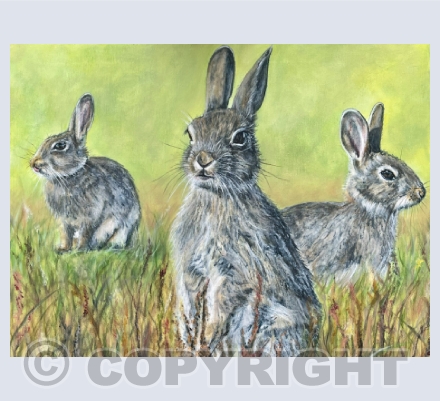 Countryside Wildlife 