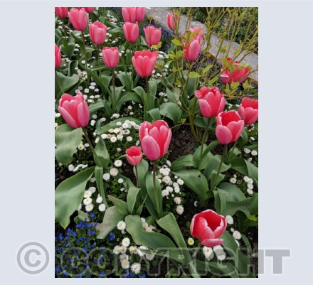 Floral Photography
