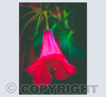 Flowers Trees & Plants