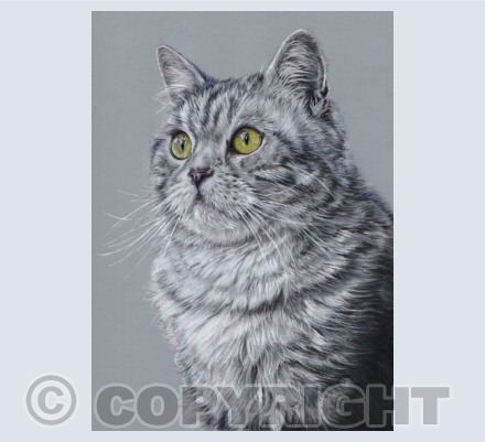 Tabby Cats