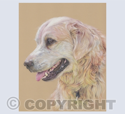 Labradors & Retrievers